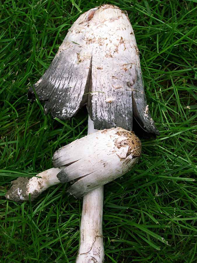 Coprinus comatus.